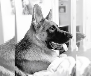 Main photo of German Shepherd Dog Dog Breeder near CARMEL, IN, USA