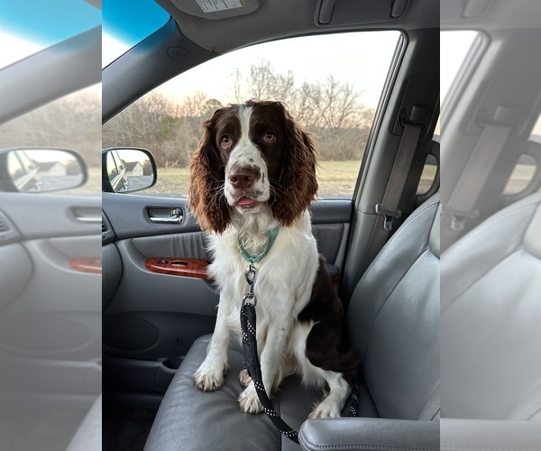Medium Photo #3  Breeder Profile in CHATTANOOGA, TN, USA
