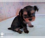 Small breeder photo