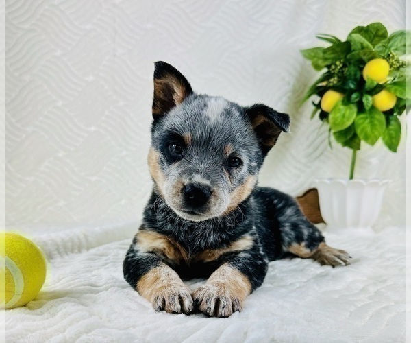 Medium Photo #1  Breeder Profile in GREENFIELD, IN, USA