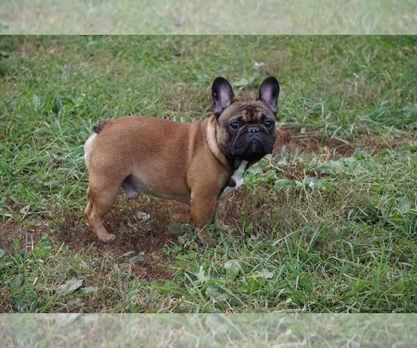 Medium Photo #4  Breeder Profile in LOUISA, VA, USA