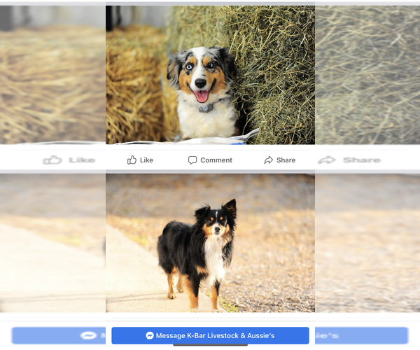 Medium Photo #1  Breeder Profile in MIDDLETOWN, OH, USA