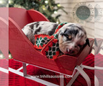 Small #38 Breeder Profile image
