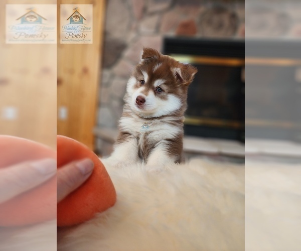 Medium Photo #64  Breeder Profile in BURNS TOWNSHIP, MN, USA