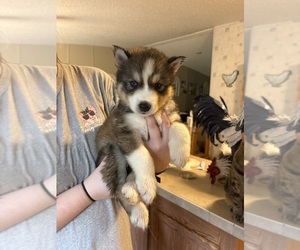 Siberian Husky Dog Breeder near LORANGER, LA, USA