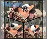 Small #9 Breeder Profile image