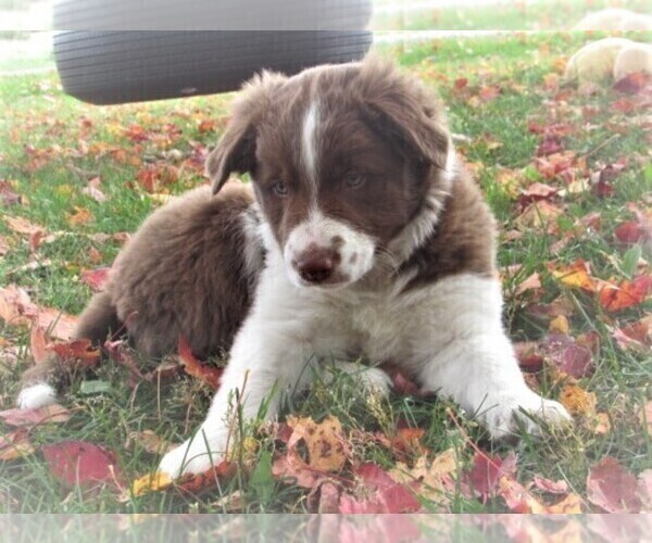 Medium Photo #4  Breeder Profile in LUBLIN, WI, USA