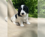 Small #12 Breeder Profile image
