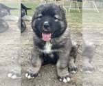 Small #35 Breeder Profile image