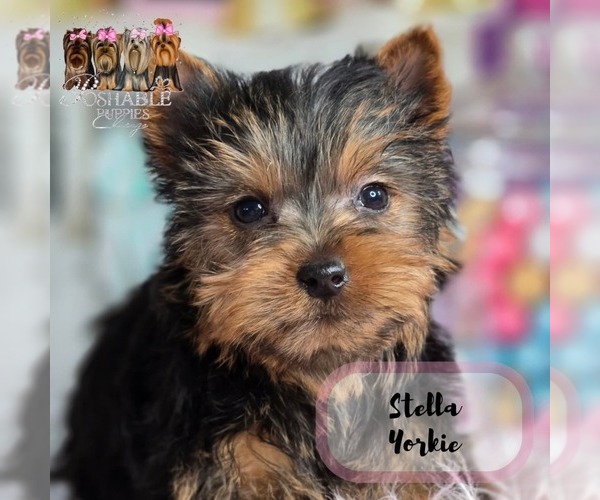 Medium Photo #18  Breeder Profile in ELMHURST, IL, USA