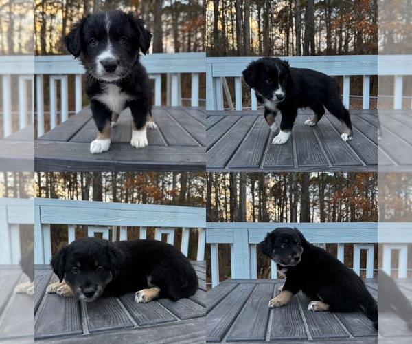 Medium Photo #1  Breeder Profile in VIRGINIA BEACH, VA, USA