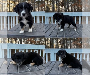 Australian Shepherd Dog Breeder near VIRGINIA BEACH, VA, USA