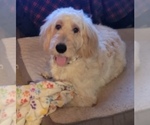 Small #6 Breeder Profile image