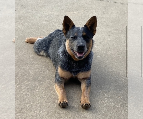 Medium Photo #1  Breeder Profile in KEOTA, OK, USA