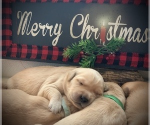 Golden Retriever Dog Breeder near LE ROY, MN, USA