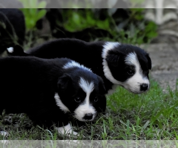 Medium Photo #1  Breeder Profile in MONROE, LA, USA