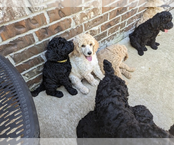 Medium Photo #30  Breeder Profile in SAND SPRINGS, OK, USA