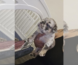 American Bully Dog Breeder near GLEN BURNIE, MD, USA