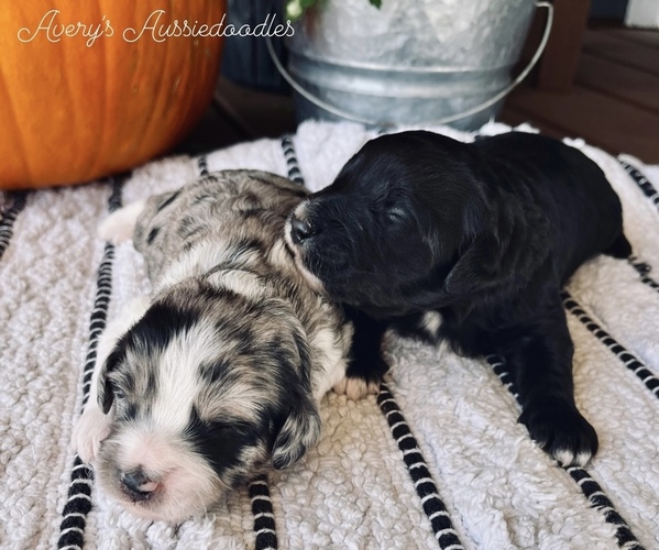 Medium Photo #1  Breeder Profile in NEVADA, MO, USA