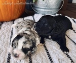 Small breeder photo