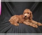 Small #12 Breeder Profile image
