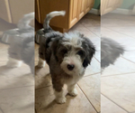 Small breeder photo