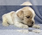 Small breeder photo