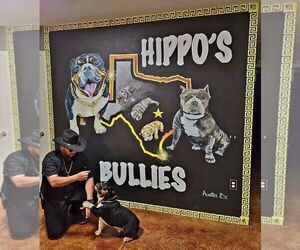 American Bully-English Bulldog Mix Dog Breeder near AUSTIN, TX, USA