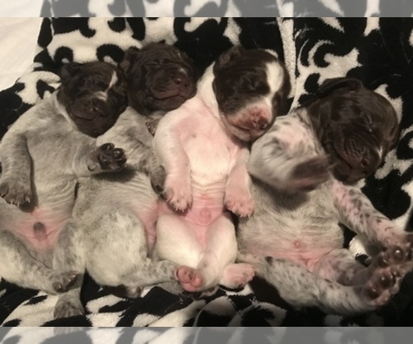 Medium Photo #1  Breeder Profile in BULVERDE, TX, USA