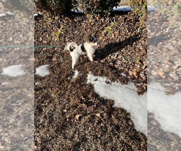 Medium Photo #4  Breeder Profile in BENTON, AR, USA