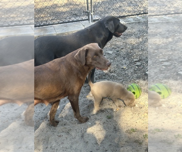 Medium Photo #1  Breeder Profile in SEFFNER, FL, USA