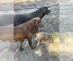 Small breeder photo