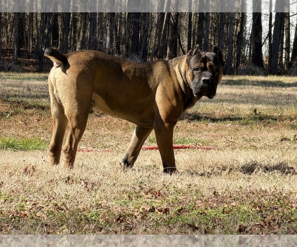 Medium Photo #2  Breeder Profile in LIBERTY, NC, USA