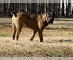 Small #1 Breeder Profile image