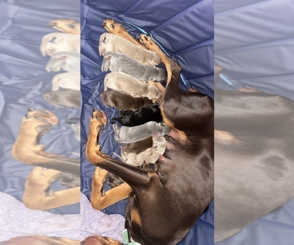 Medium Photo #13  Breeder Profile in CORRIGAN, TX, USA