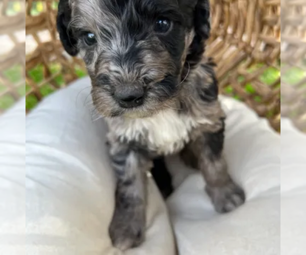 Medium Photo #3  Breeder Profile in GILBERT, AZ, USA
