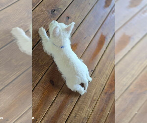 Medium Photo #12  Breeder Profile in TALLASSEE, AL, USA