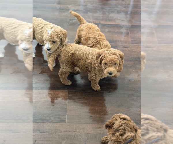 Medium Photo #11  Breeder Profile in THOUSAND OAKS, CA, USA