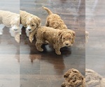 Small #10 Breeder Profile image