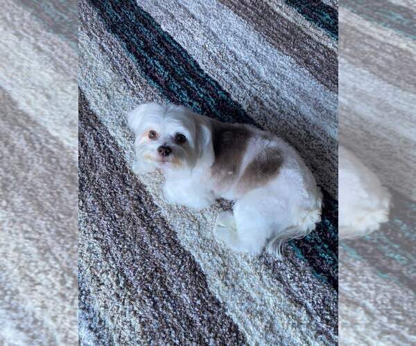 Medium Photo #14  Breeder Profile in NEENAH, WI, USA