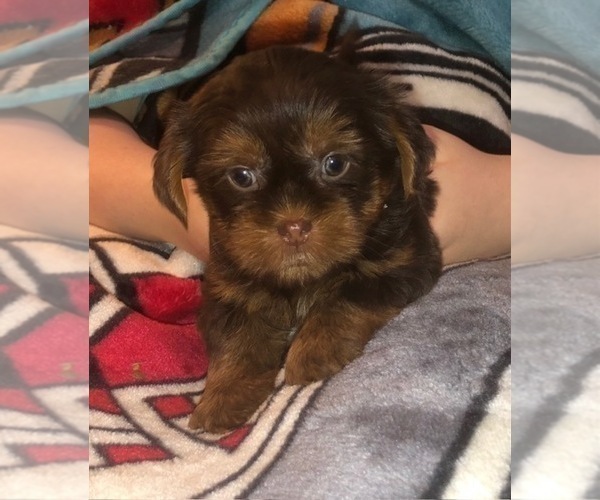 Medium Photo #29  Breeder Profile in SCOTTSDALE, AZ, USA