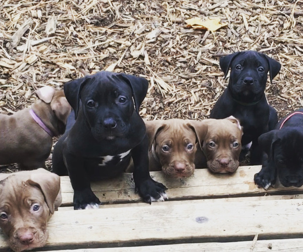 Medium Photo #1  Breeder Profile in SPOKANE, WA, USA