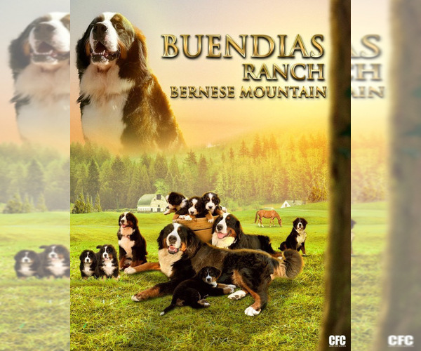 Medium Photo #1  Breeder Profile in EL CAJON, CA, USA