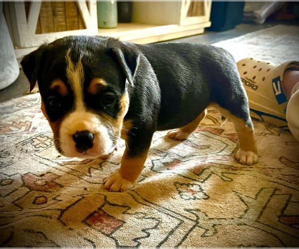 Medium Photo #44  Breeder Profile in FORT MITCHELL, AL, USA