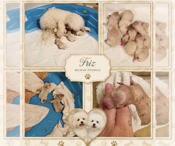 Medium Photo #2  Breeder Profile in MILLEDGEVILLE, GA, USA