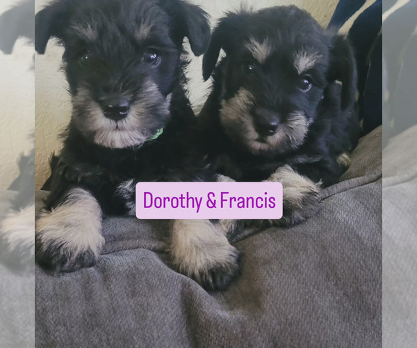 Medium Photo #1  Breeder Profile in SACRAMENTO, CA, USA