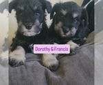 Small breeder photo