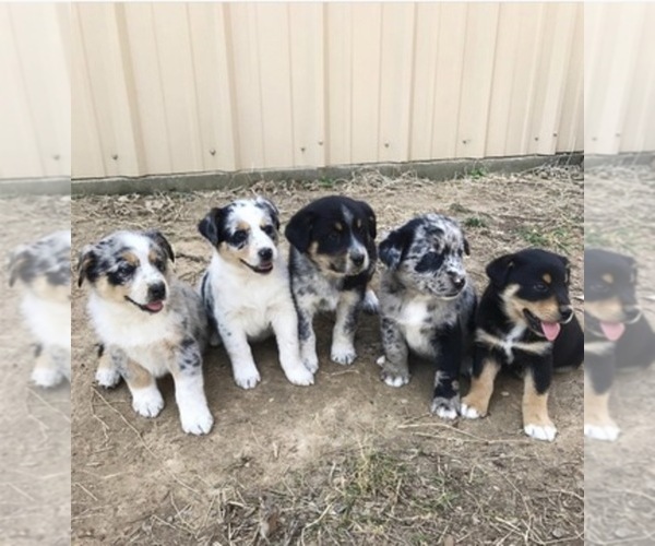 Medium Photo #1  Breeder Profile in BENTONVILLE, AR, USA