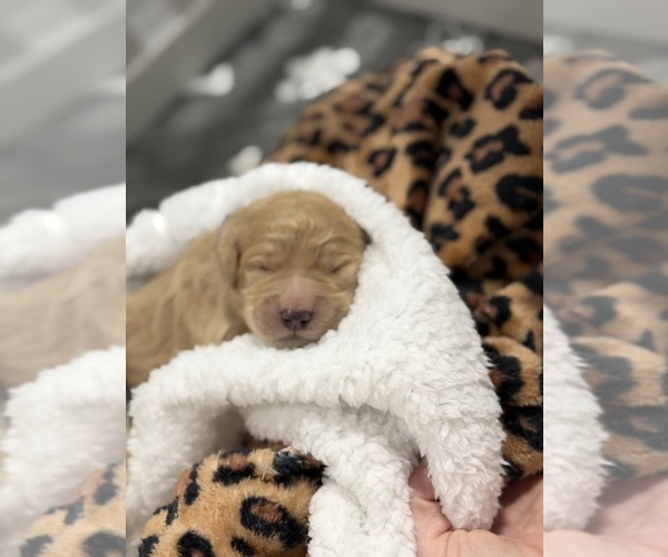 Medium Photo #17  Breeder Profile in NORTH AUGUSTA, SC, USA