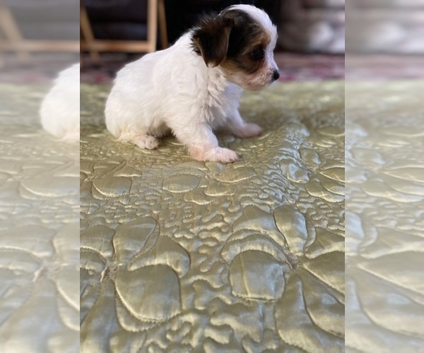 Medium Photo #1  Breeder Profile in CAROLINA FOREST, SC, USA